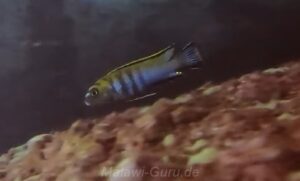 Tropheops biriwira 'Otter Island'